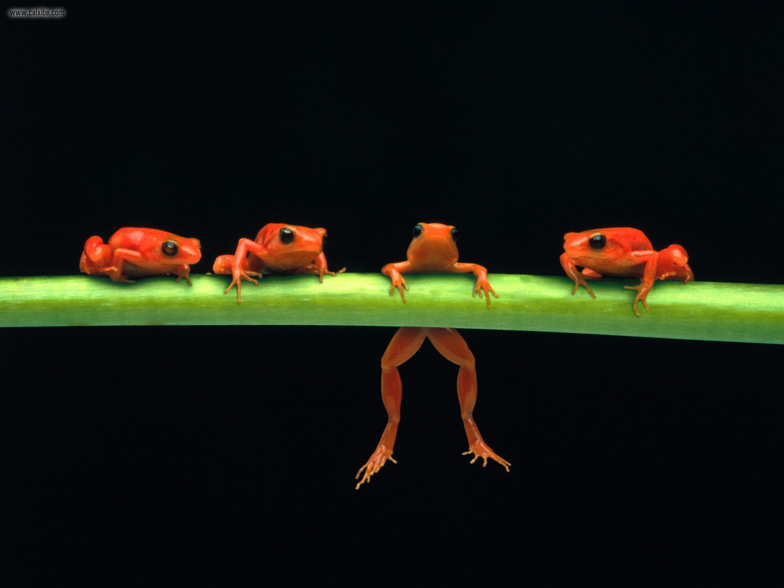 Red Tree Frogs Hanging on Stem