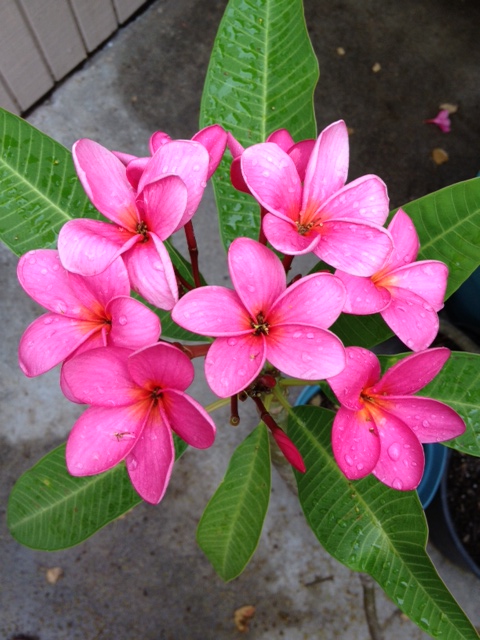 Plumeria Plant