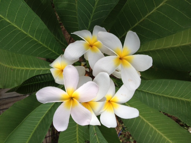 Plumeria Plant