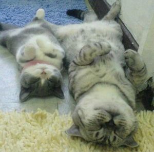 two relaxed kitties